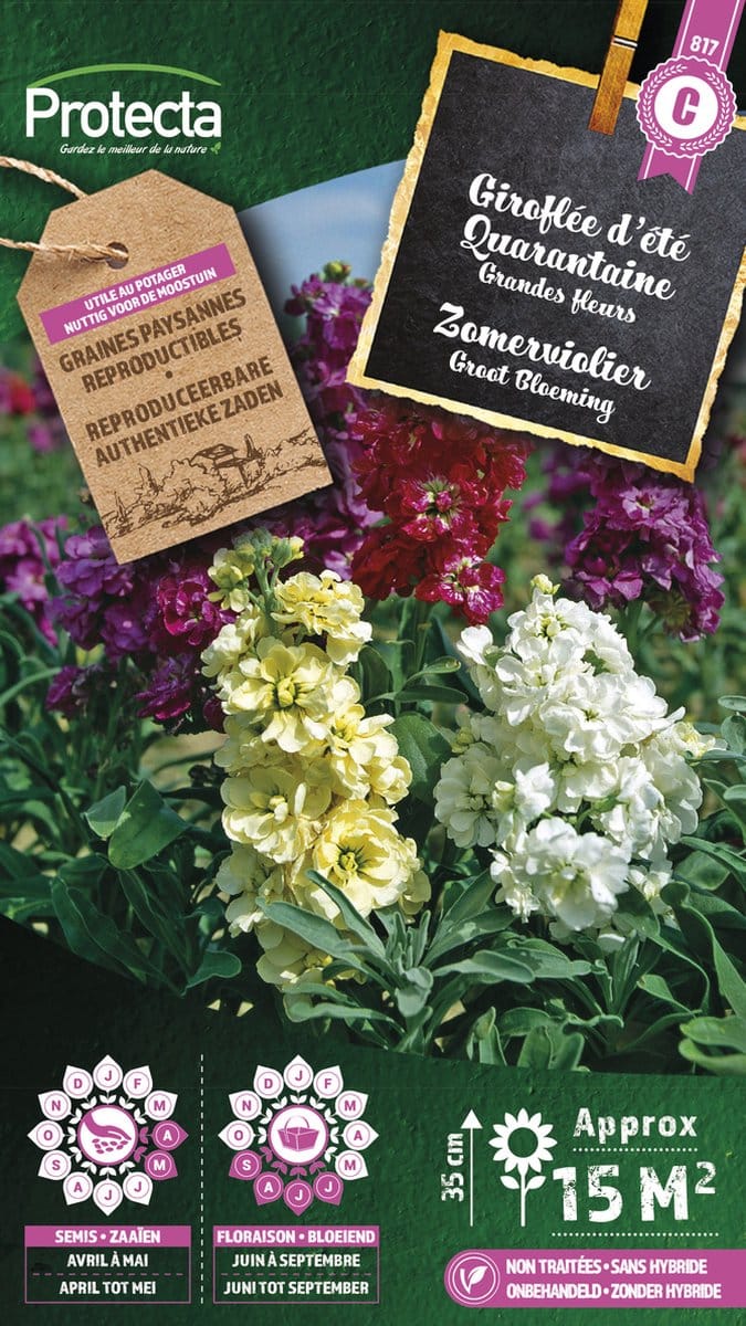 Protecta Bloemen zaden: Zomerviolier Grootbloemig