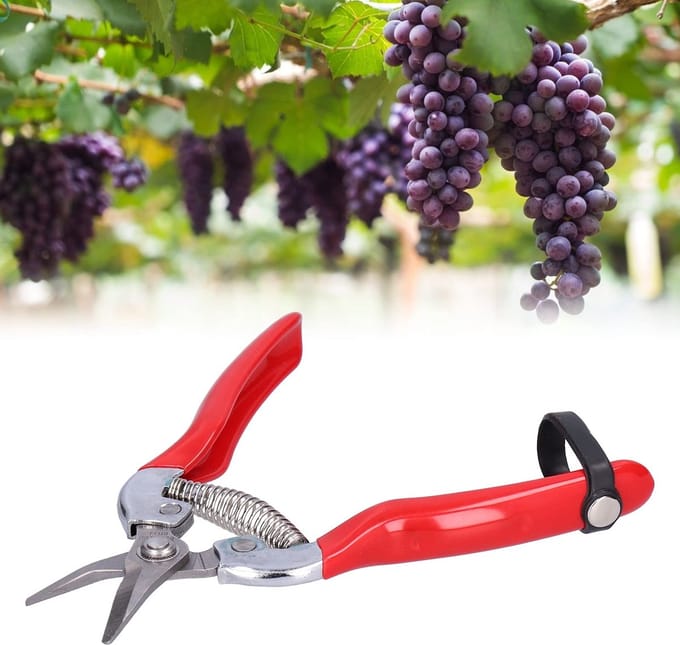 Dailygoods- Fruitplukschaar Antisliphandvat - Snoeischaar - Tuinsnoeischaar