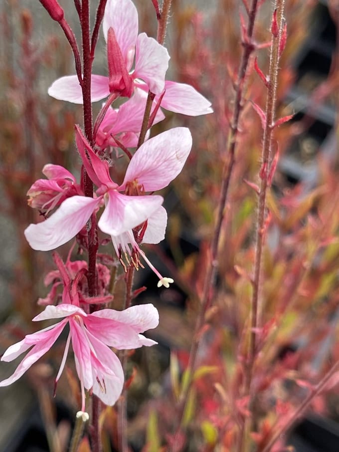 6x Galium - Gaura lindh. 'Cherry Brandy' | 9x9 cm pot