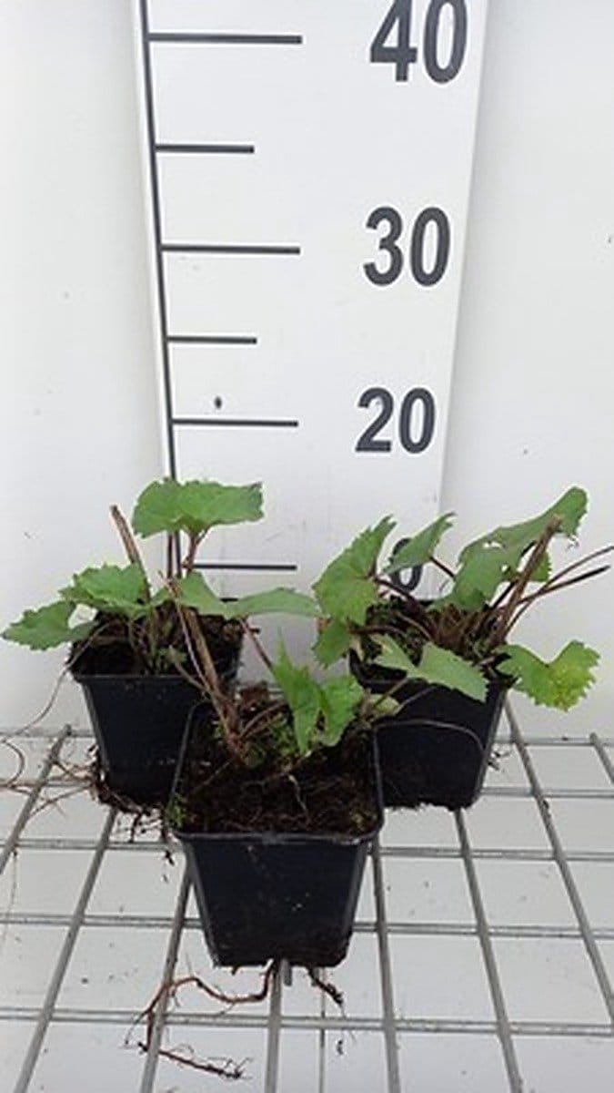 6x Grijsaard - Ligularia hybr. 'Little Rocket' | 9x9 cm pot