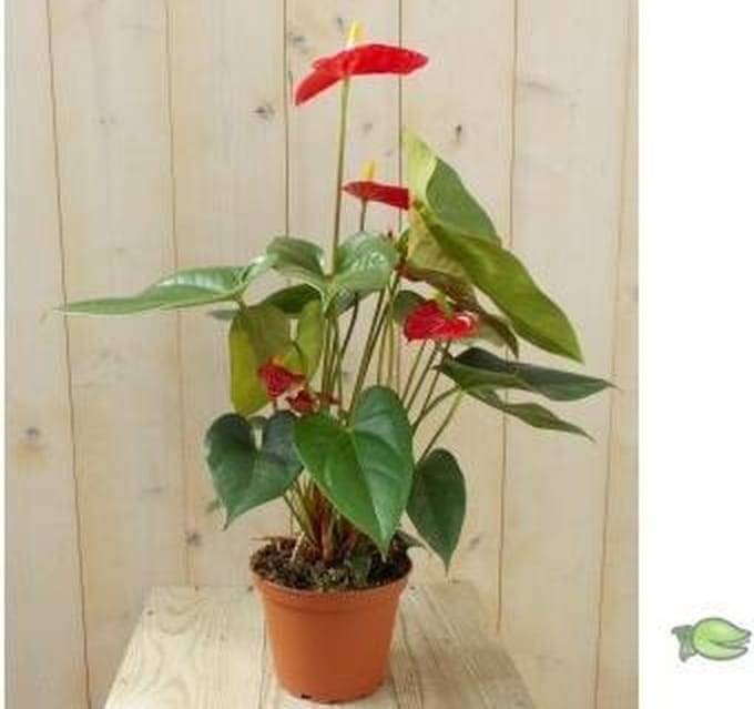 Warentuin natuurlijk - Flamingoplant Anthurium rood 60 cm