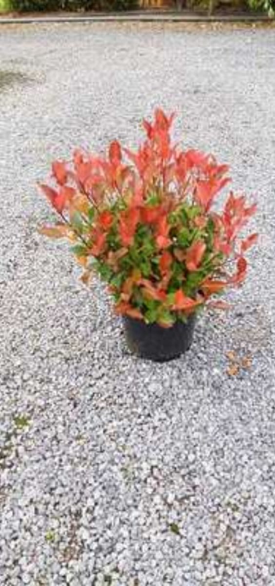 Photinia fras. 'Little Red Robin' - Glansmispel 25- 30 cm in pot