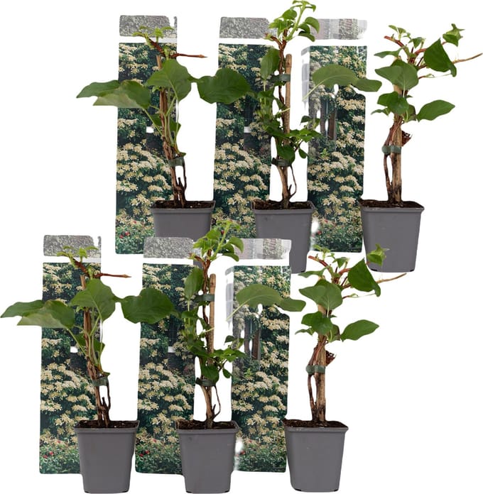 Plant in a Box - Set van 6 Hydrangea 'Petiolaris’ - Klimhortensia - Pot 9cm - Hoogte 25-40cm