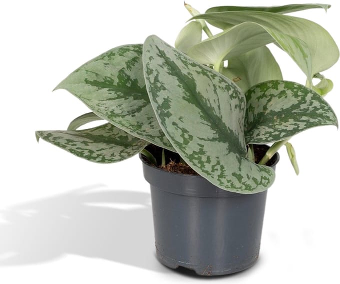 Scindapsus pictus 'Trebie' (Aronskelkplant) - Ø 12 cm - ↑ 15 cm