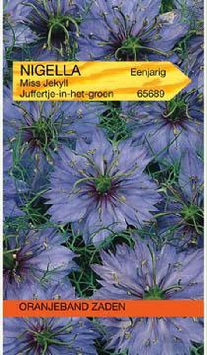 Nigella, Juffertje-in-het-groen Miss Jekyll