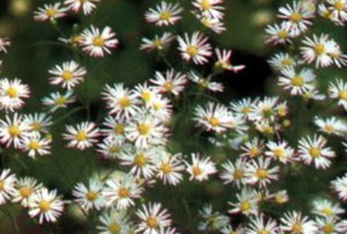 6x Aster - Aster hybr. 'Monte Cassino' | 9x9 cm pot