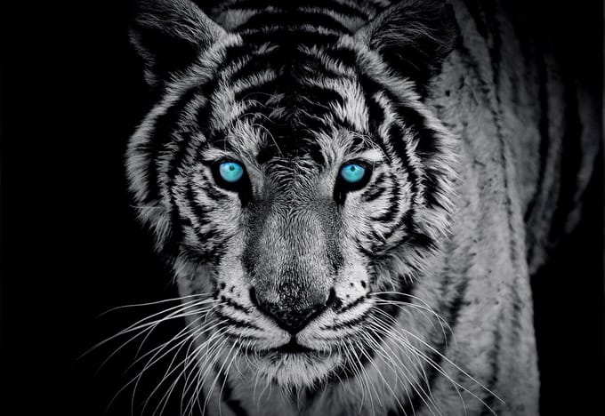 Poster | Blauw | 104 x 70,5 cm