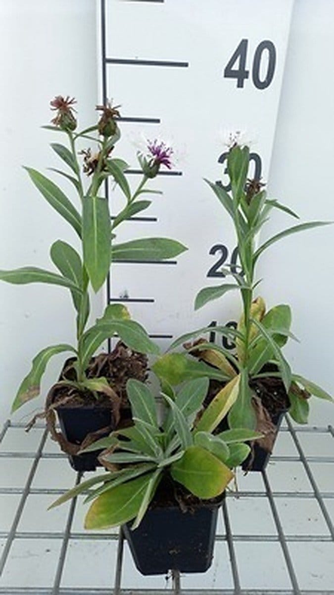 6x Korenbloem - Centaurea mont. 'Amethyst Snow'® | 9x9 cm pot