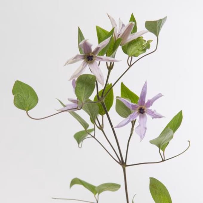 10x Clematis amazing miami 60cm