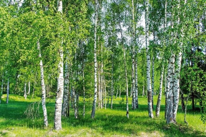 Fotobehang - Birch Grow 375x250cm - Vliesbehang