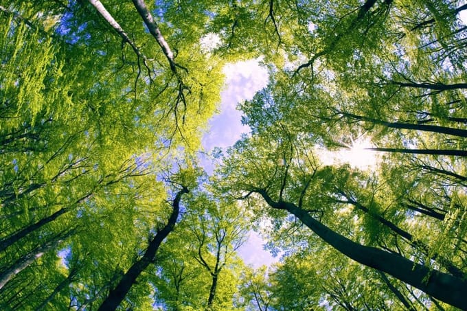 Fotobehang - Trees 375x250cm - Vliesbehang
