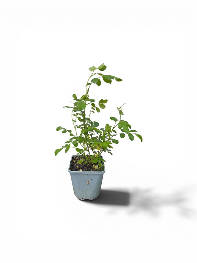 Rosa (PA) 'Crystal Fairy' ® - Roos | 10-15 cm in pot