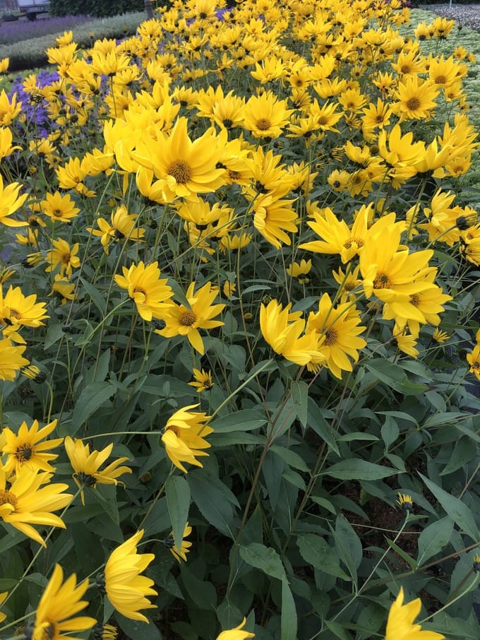 6x Zonnebloem - Helianthus atrorubens | 9x9 cm pot