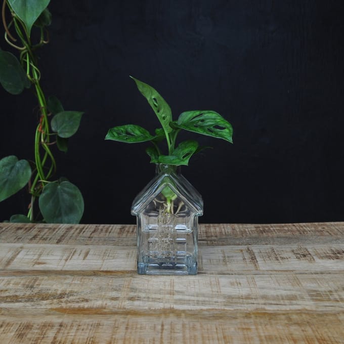 INTENZ® | OSLO | Glazen huisvaasje met Monstera Adansonni