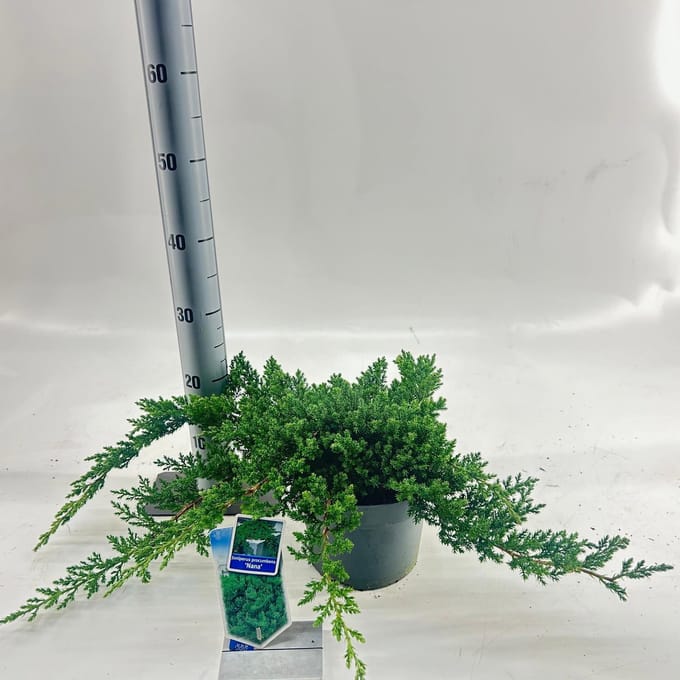Juniperus procumbens ‘Nana’ - Jeneverbes | 25-30 cm pot