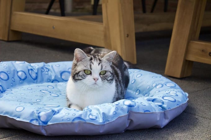 Nobby Cooling Donut Bubble 66 cm - Hond