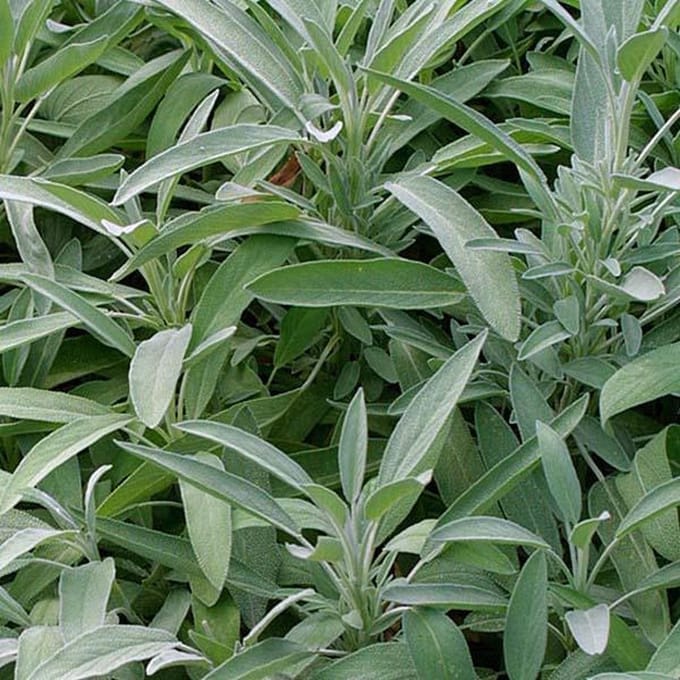 6 x Salvia Officinalis - Salie pot 9x9cm