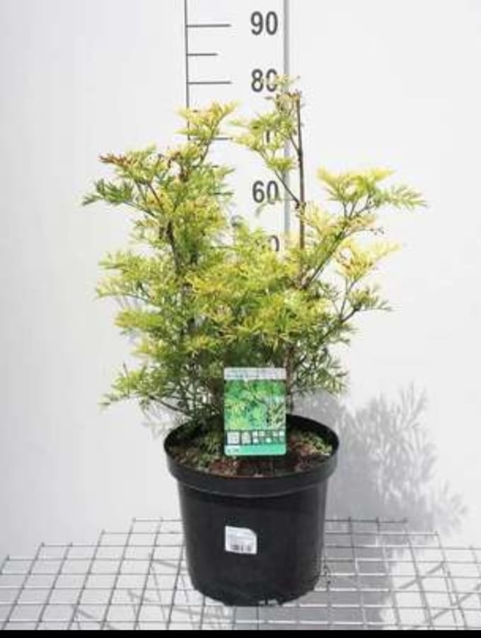 Sambucus nigra 'Golden Tower'® - Vlier 30- 40 cm in pot