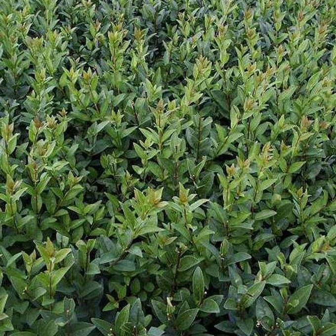 Ligustrum Vulgare 'Atrovirens' - Liguster 60-80 cm pot
