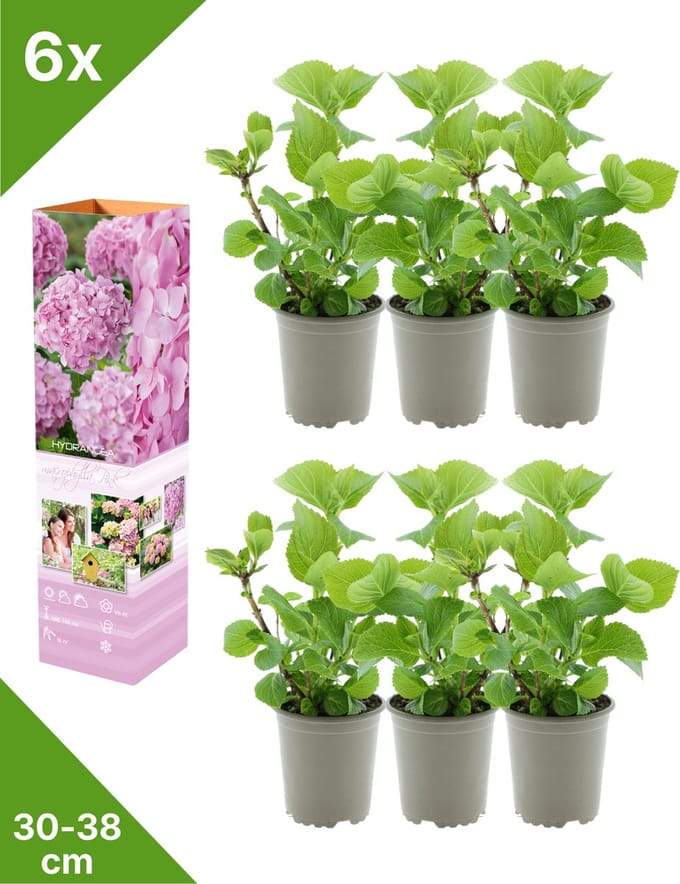 GARDENZO - 6x Hydrangea macrophylla 'Roze' (Hortensia) - in P9 Pot