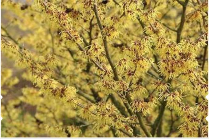 Hamamelis Intermedia 'Arnold Promise' - Toverhazelaar 40-60 cm pot winterbloeier