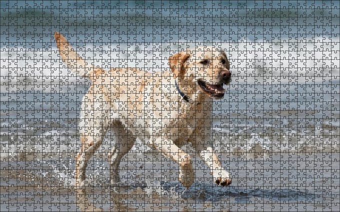Puzzel Witte Labrador Retriever op het strand | 1000 stukjes | Dierenpuzzel | Hondenpuzzel