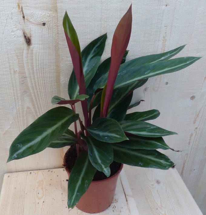Warentuin natuurlijk - Calathea Trio Star Pauwenplant smal blad met...