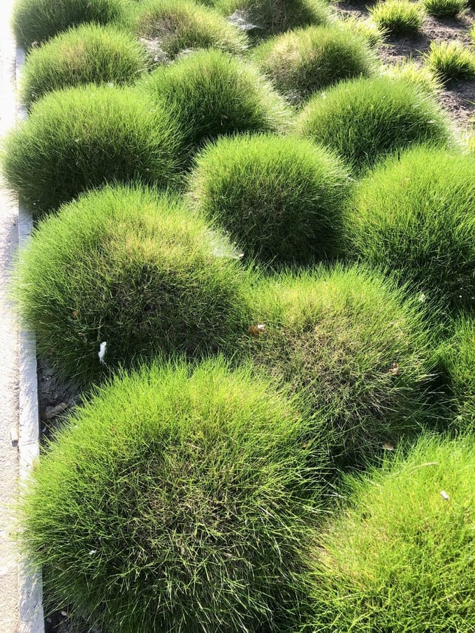 Zwenkgras of Berenvel - Festuca Gautieri | 9x9 cm pot