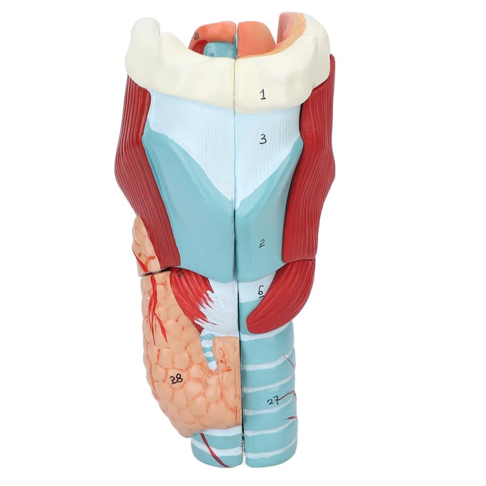 2x Vergroting Menselijke Keel Model Vinyl Duidelijke Structuur Keel Dissectie Model voor Onderwijs white