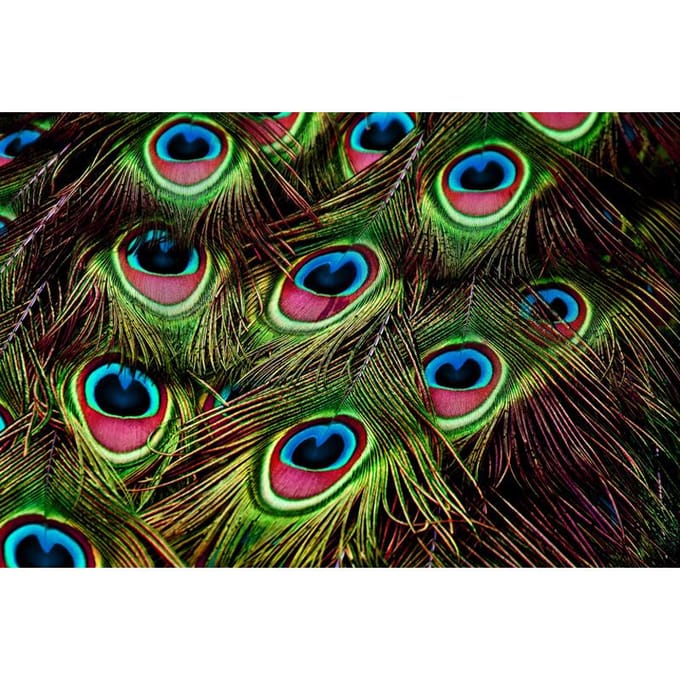 5D Diamant Schilderij Pauw Diamant Borduurwerk Dier Kruissteek 20X30CM multi