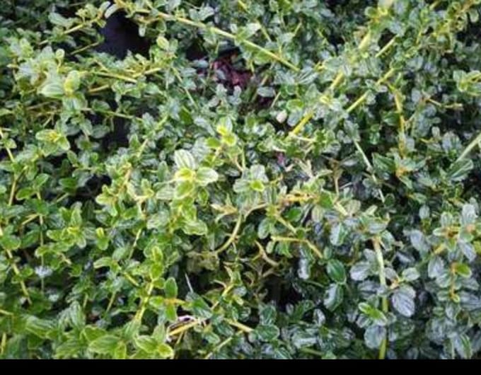 Ceanothus thyrs. 'Repens' - Amerikaanse Sering, Sikkelbloem, Kruipsering 40- 50 cm in pot