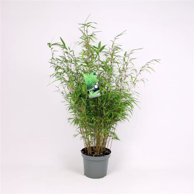 Plantes de jardin - Un ensemble 1 - Fargesia rufa - (7L) 60-80 cm