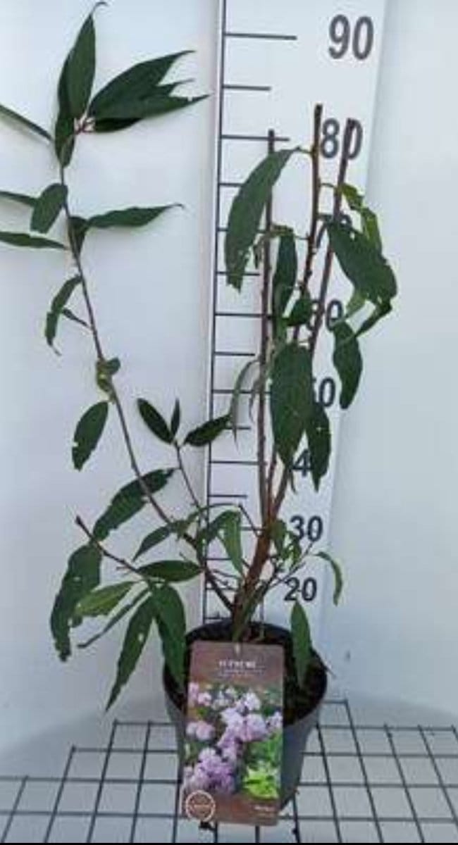 2 x Prunus serrula - Tibetaanse Sierkers 60- 80 cm in pot