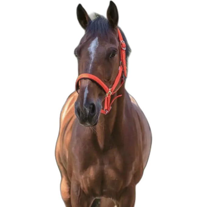 Halster voor paarden Norton Fluo