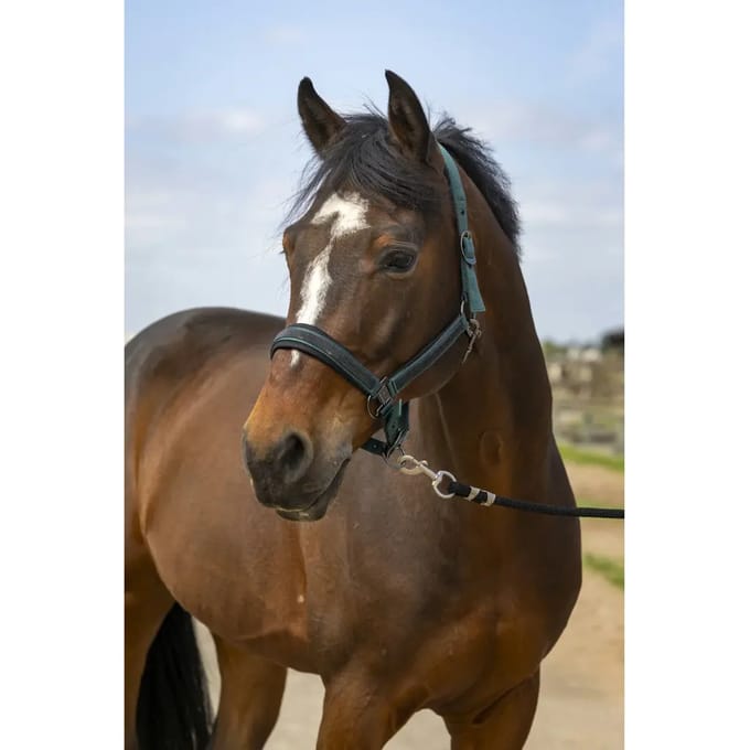 Nylon strass halster Equithème