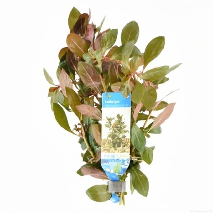 Moerings Ludwigia Repens | Kruipend Waterlepeltje | Diamond Red in bos met loodje Waterplant - Rood