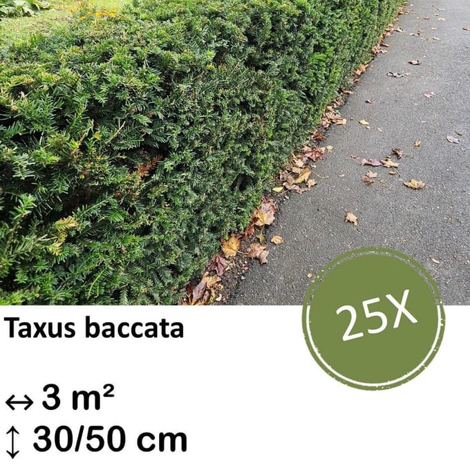 Green Harmony| Taxus baccata - 30-50cm - kale wortel