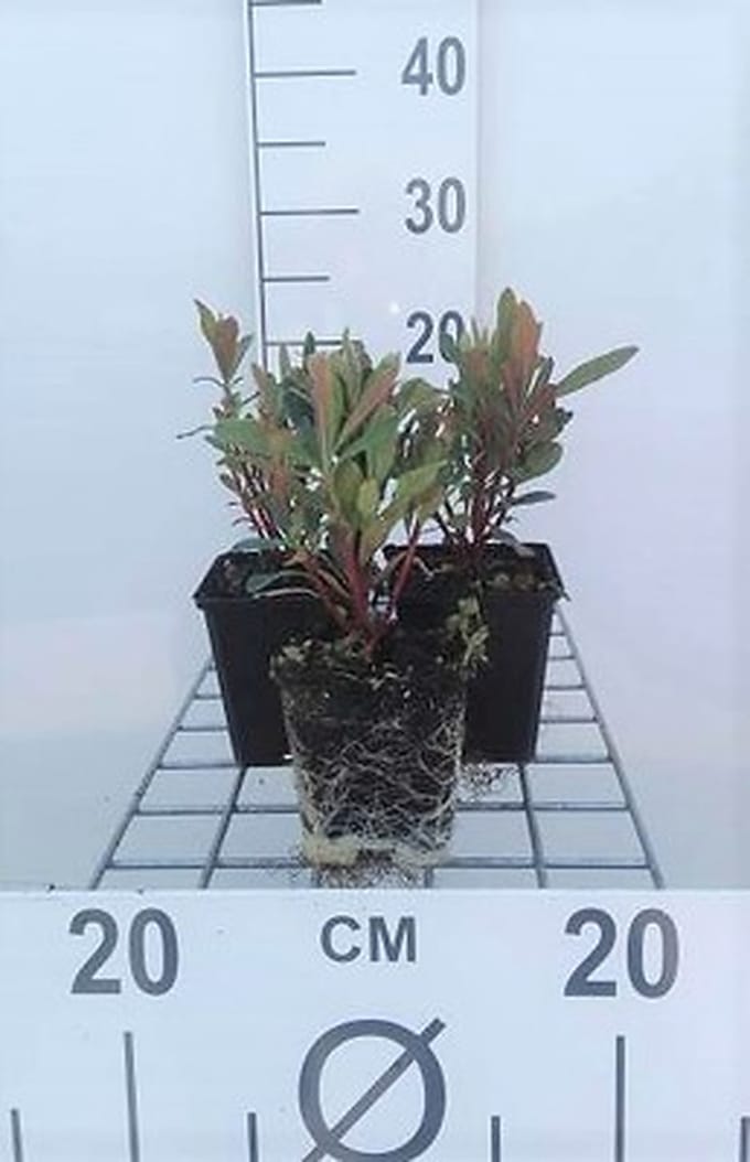 6x Wolfsmelk - Euphorbia amygd. 'Purpurea' | 9x9 cm pot