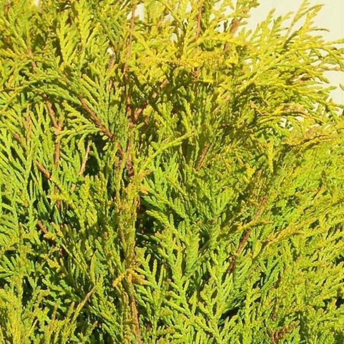 Thuja Occidentalis 'Golden Globe' - Levensboom 25-30 cm pot