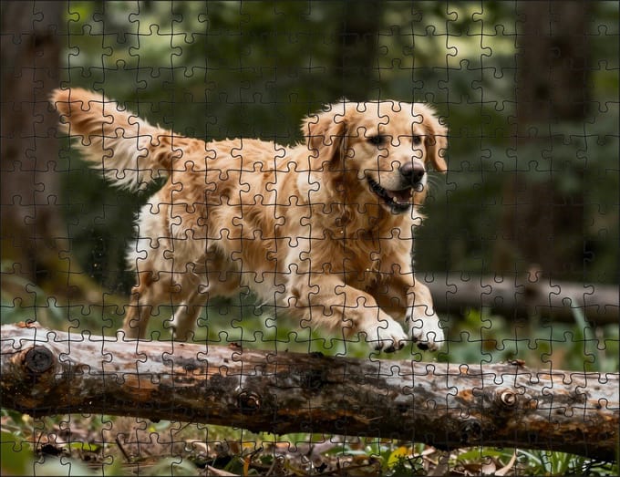 Puzzel Golden Retriever in het bos | 252 stukjes | Dierenpuzzel | Hondenpuzzel