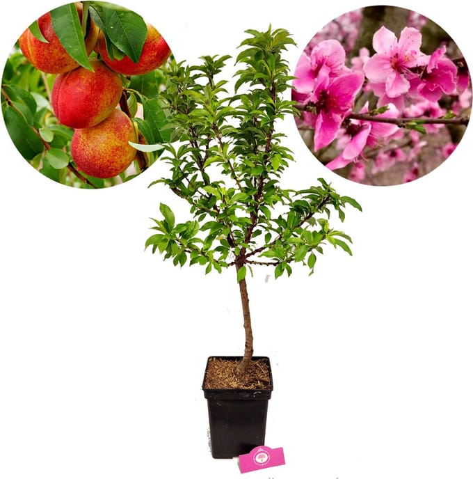 Prunus 'Nucipersica' mini nectarine, 5 liter pot