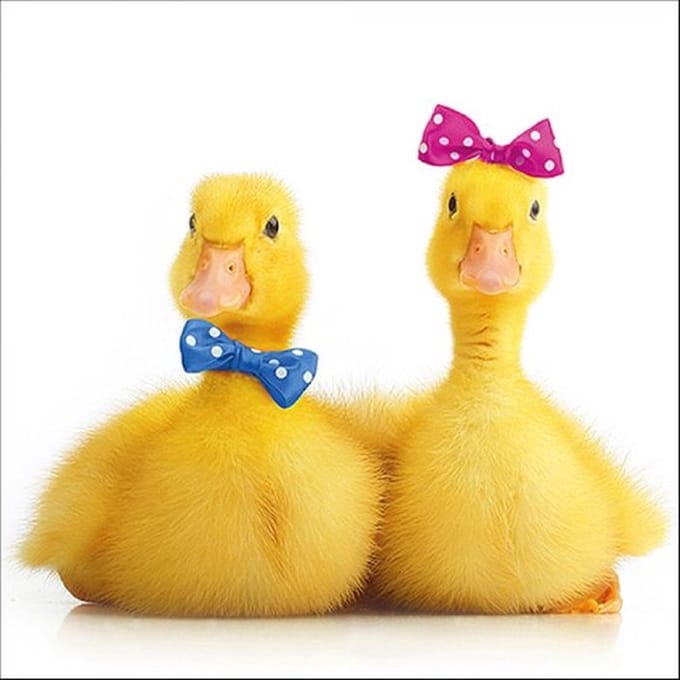 Ambiente - Servetten - 25 x 25 cm - Little Ducks - Pasen - Voorjaar