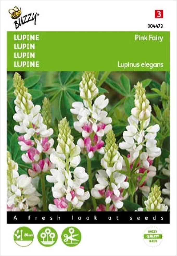 Buzzy - Lupine Pink Fairy