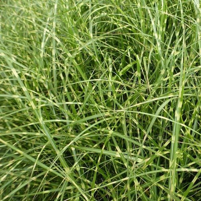 6x Prachtriet - Miscanthus sinensis 'Little Zebra' - Pot 9x9cm