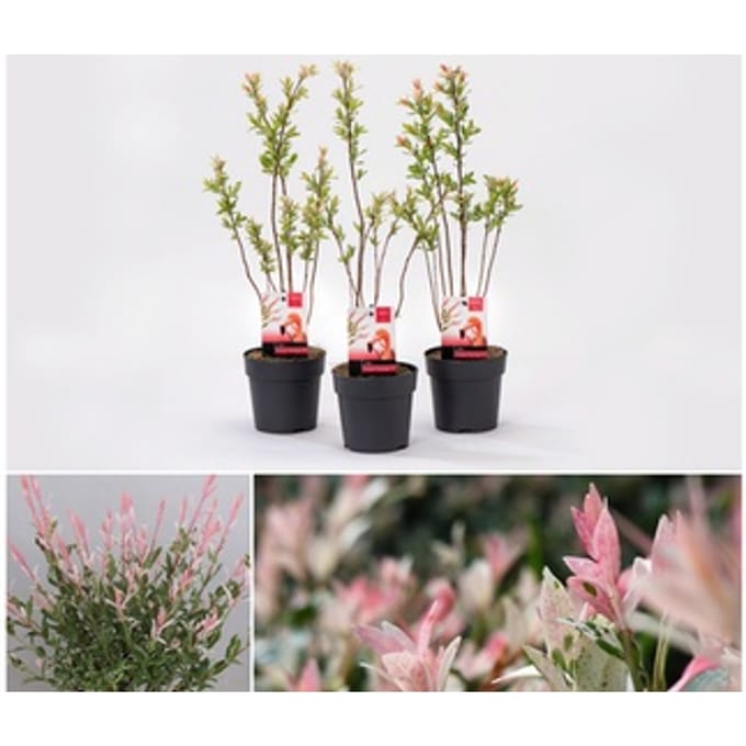 Salix integra Flamingo : 3