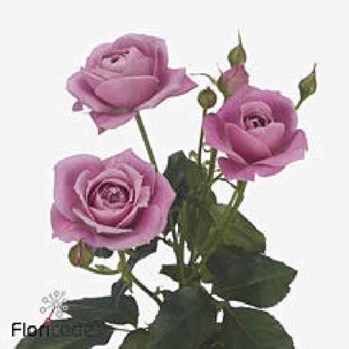 10x Rosa pink fame 50cm