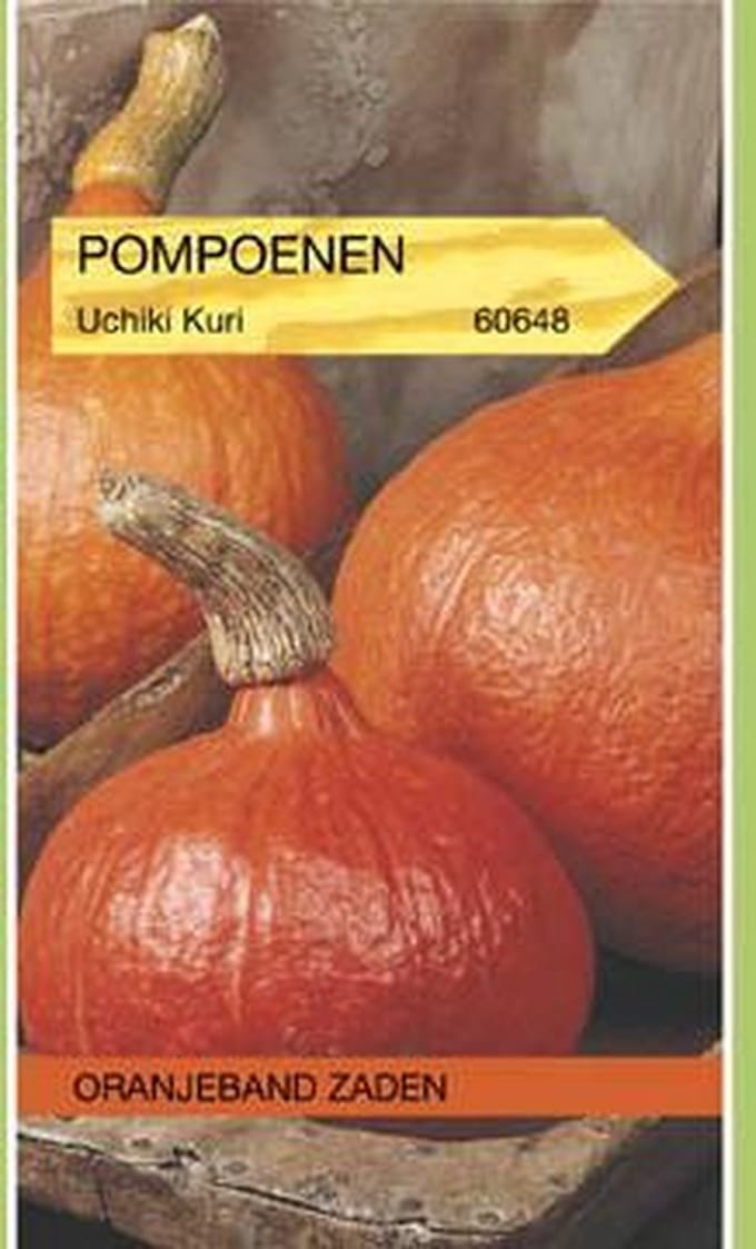 Pompoen Uchiki Kuri