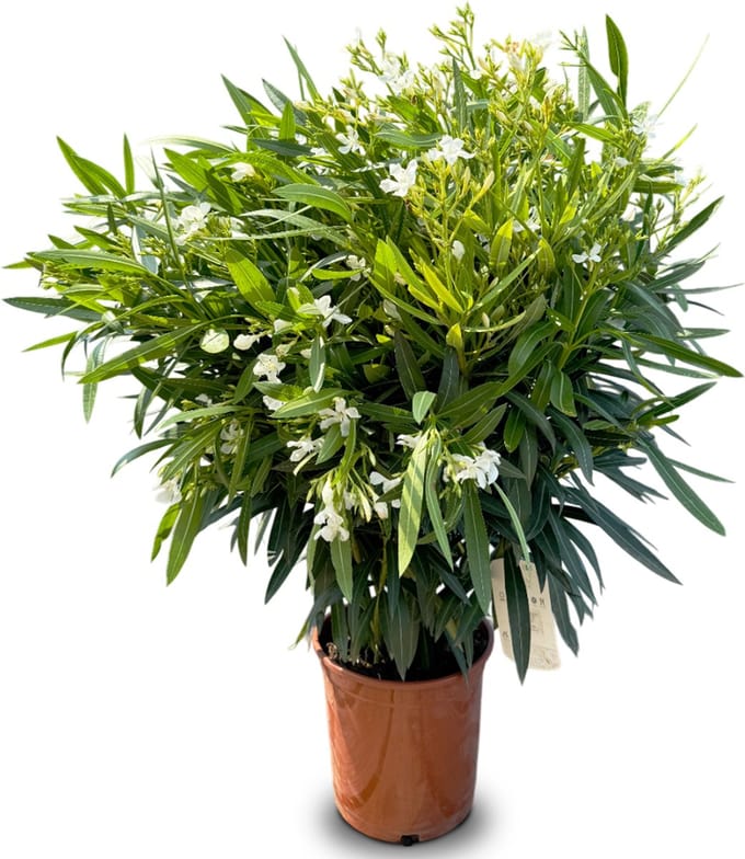 Sunny Tree - Plant - Oleander- Nerium Oleander - 100-120 cm - Kleur Wit - Buitenplant