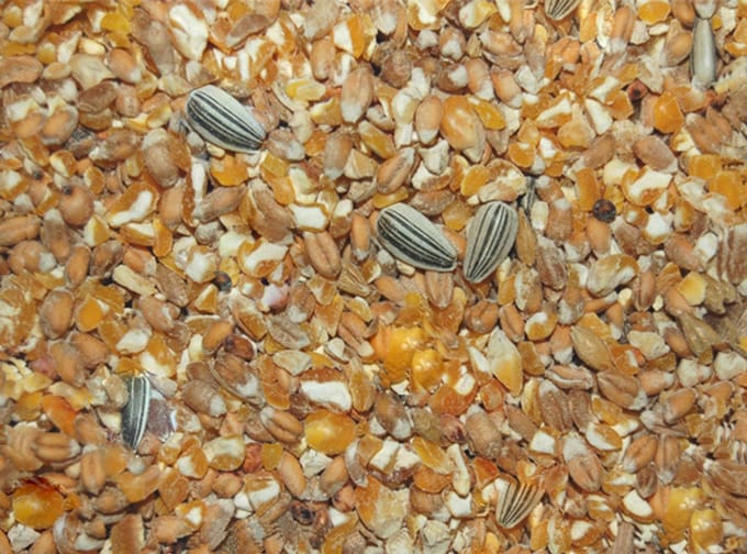 Wielink Scharrelgraan 20KG