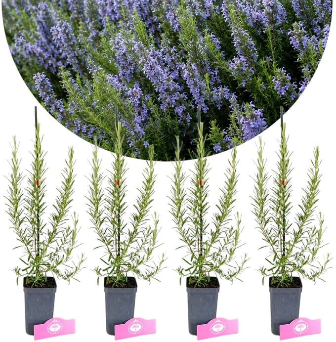 Set van 4 Rozemarijn planten - Rosmarinus officinalis - Hoogte 20/30 cm - 9cm pot
